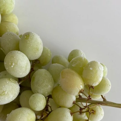 Nunc eget metus condimentum